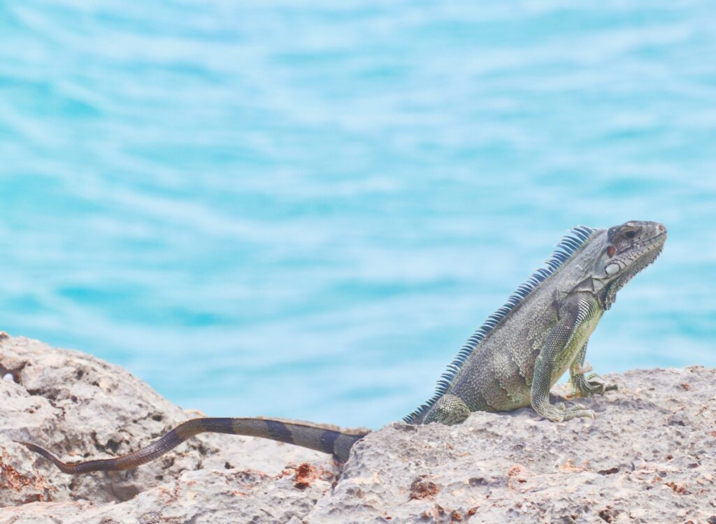 A view of a lizard on a rock in Anguilla